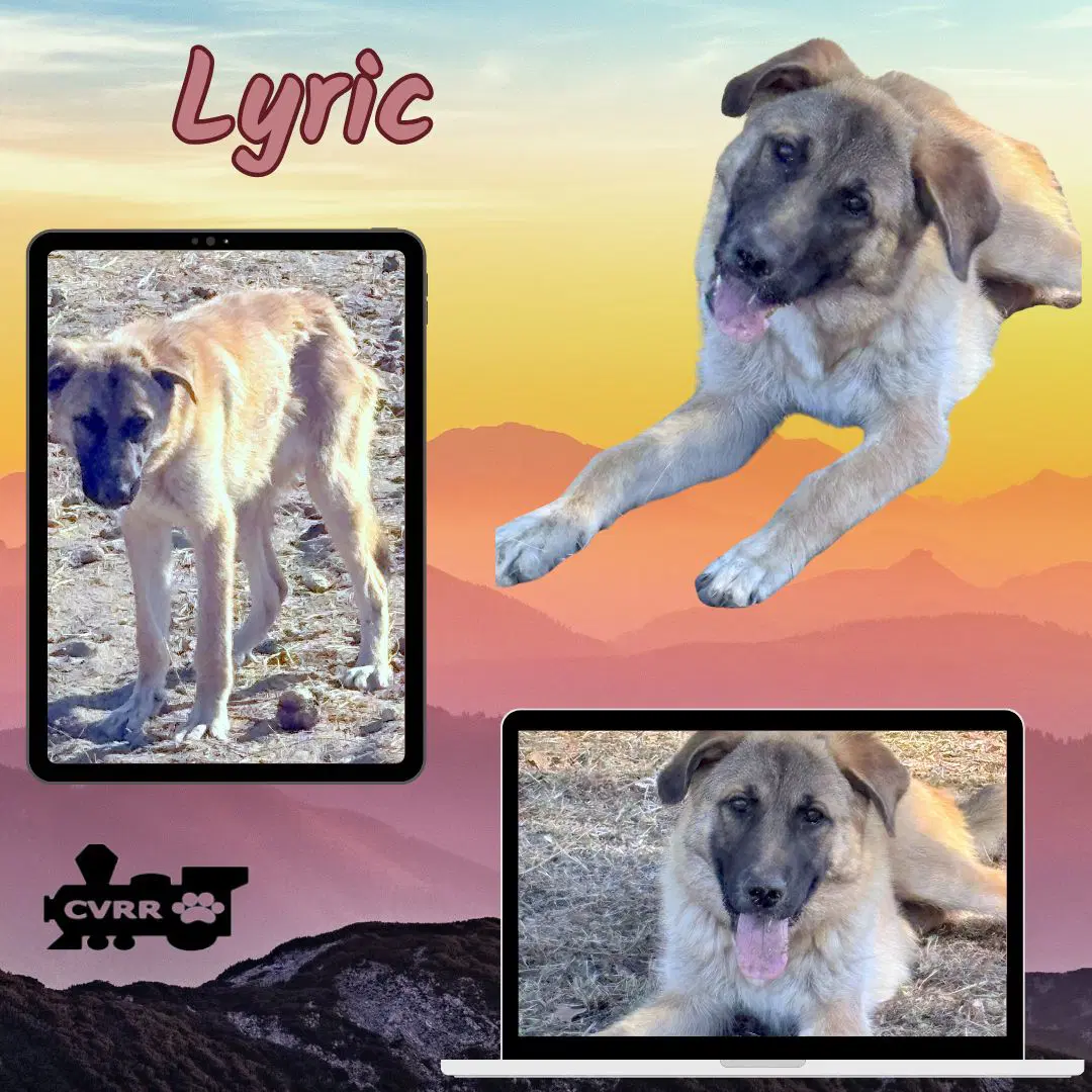 Lyric - Collie