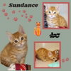 Sundance (Kitten)