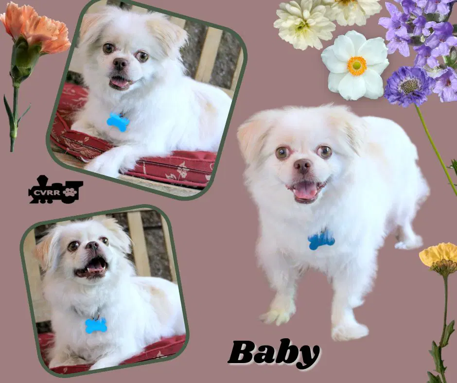 Baby Ritzy - Pekingese