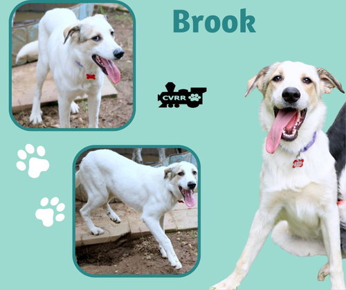 Brook