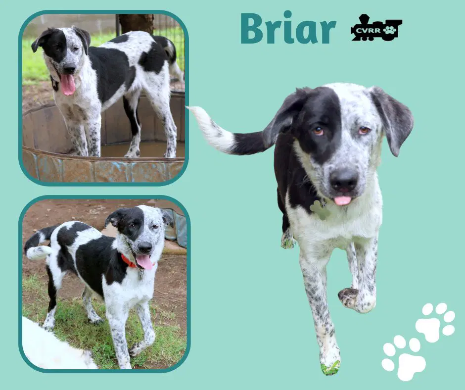 Briar - Retriever