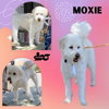Moxie (Ritzy)