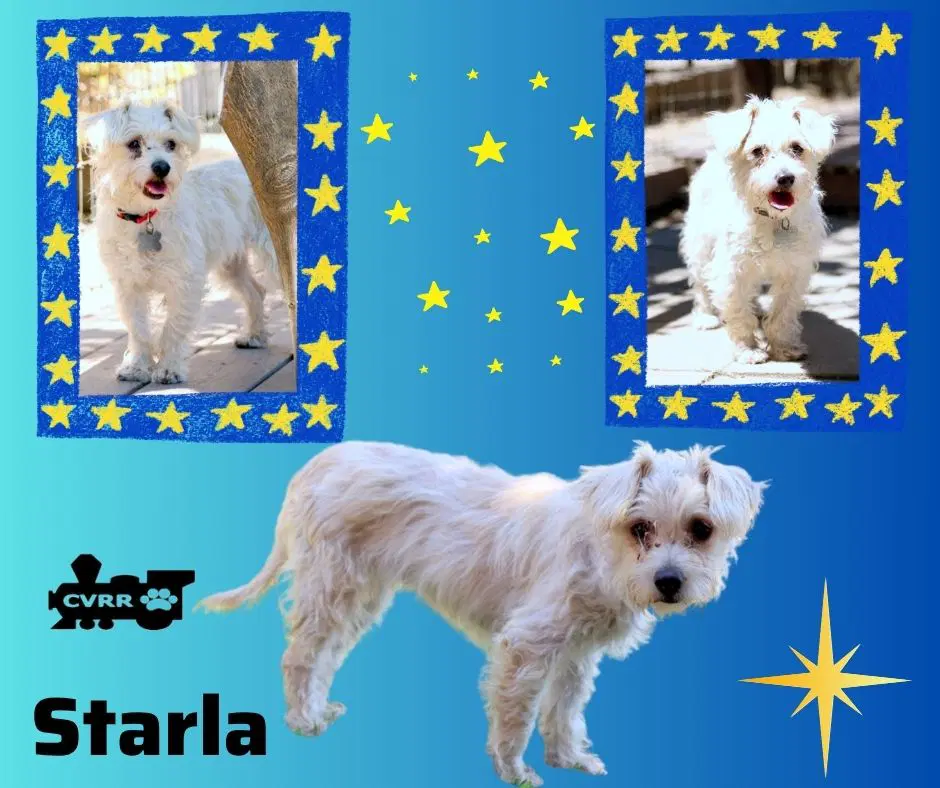 Starla - Silky Terrier