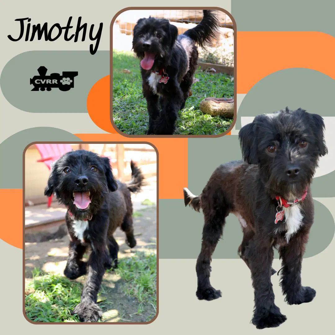 Jimothy - Terrier