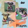 Maven