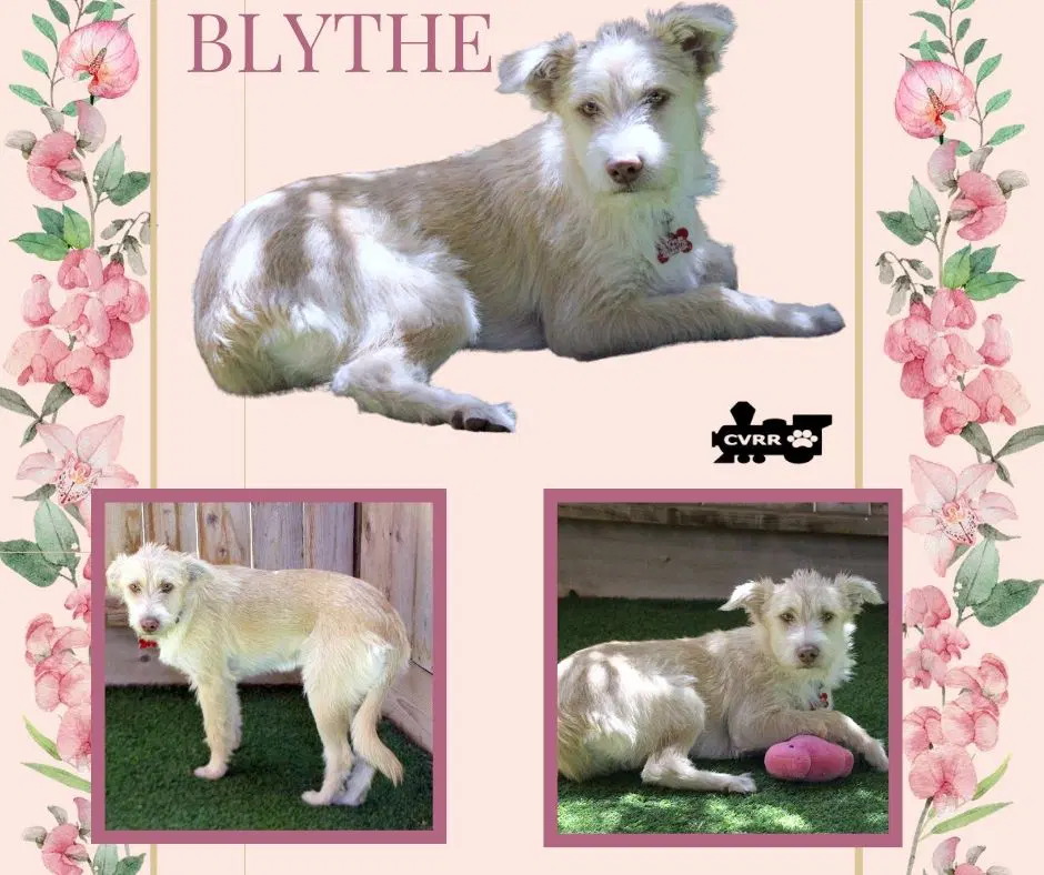 Blythe - Terrier