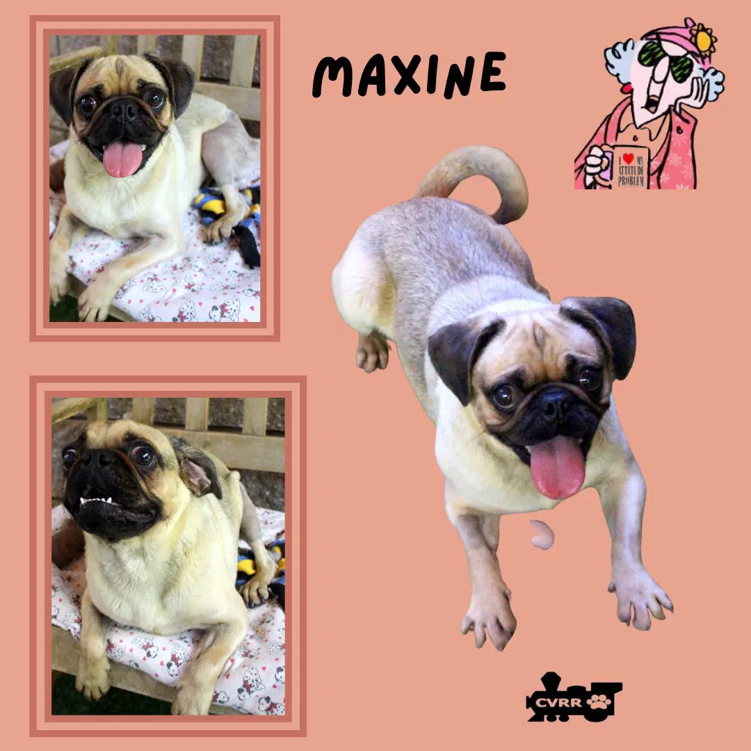 Maxine Ritzy - Pug