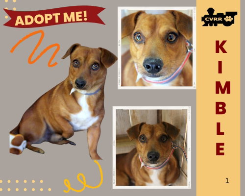Kimble, an adoptable dog