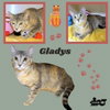 Gladys (Cat)