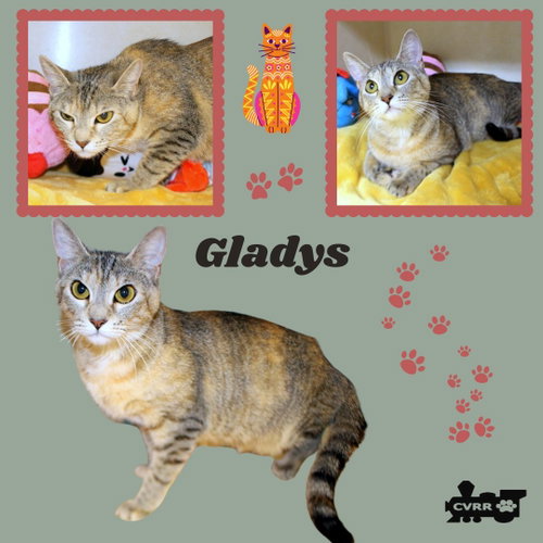 Gladys (Cat)