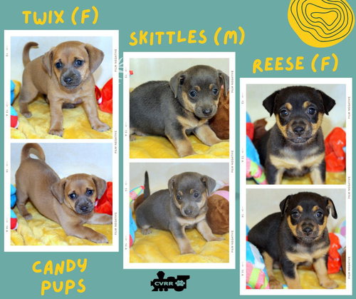 Candy Pups (Puppy)