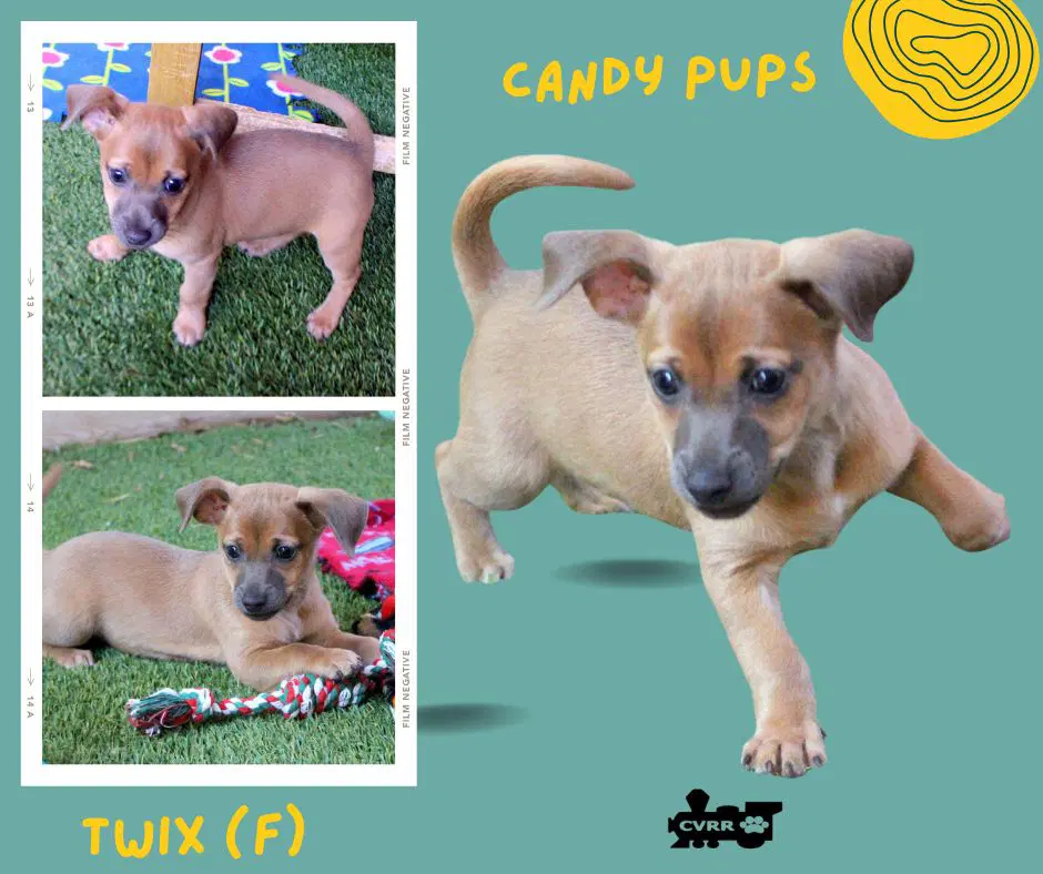 Candy Pups Puppy - Terrier