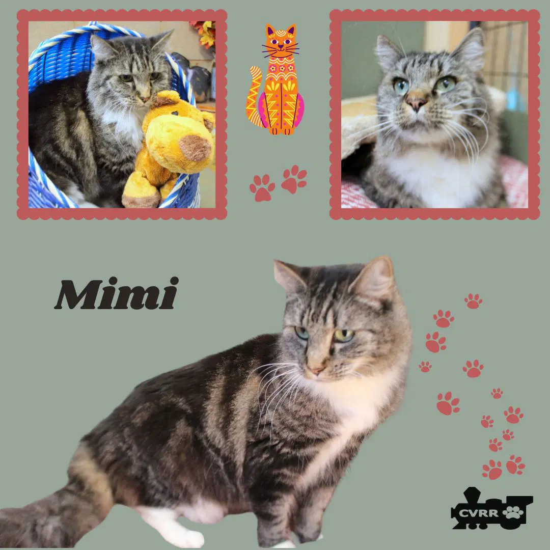 Mimi Cat - Domestic Long Hair