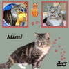 Mimi (Cat)
