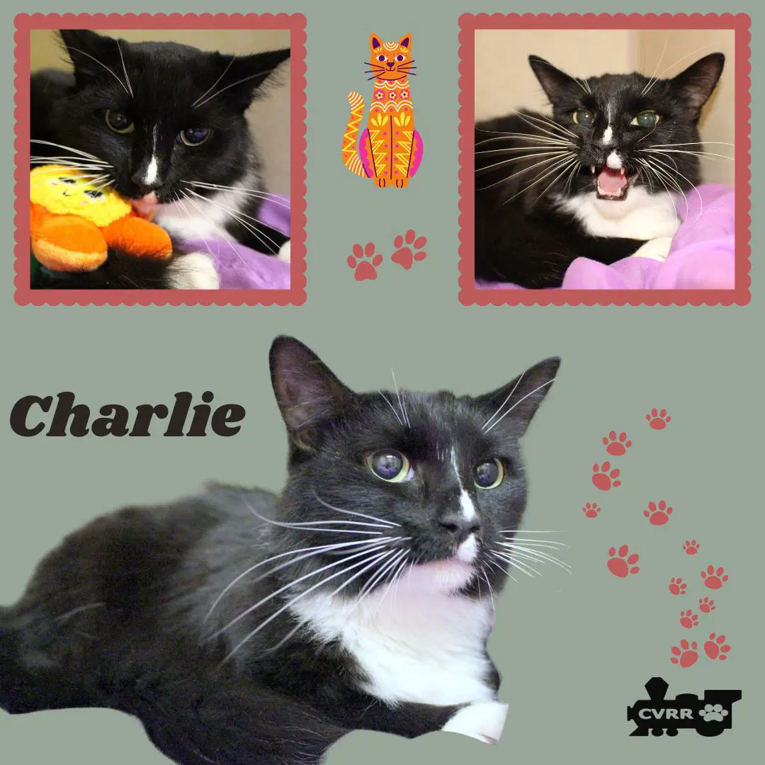 Charlie Cat - Domestic Medium Hair