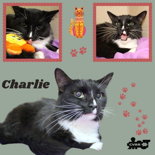 Charlie (Cat)
