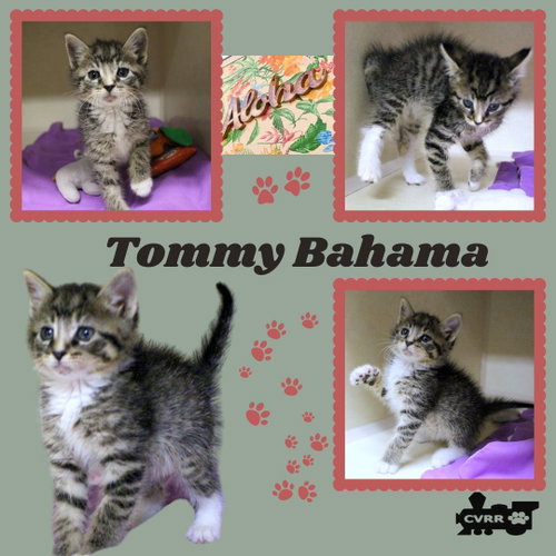 Tommy Bahama (Kitten)