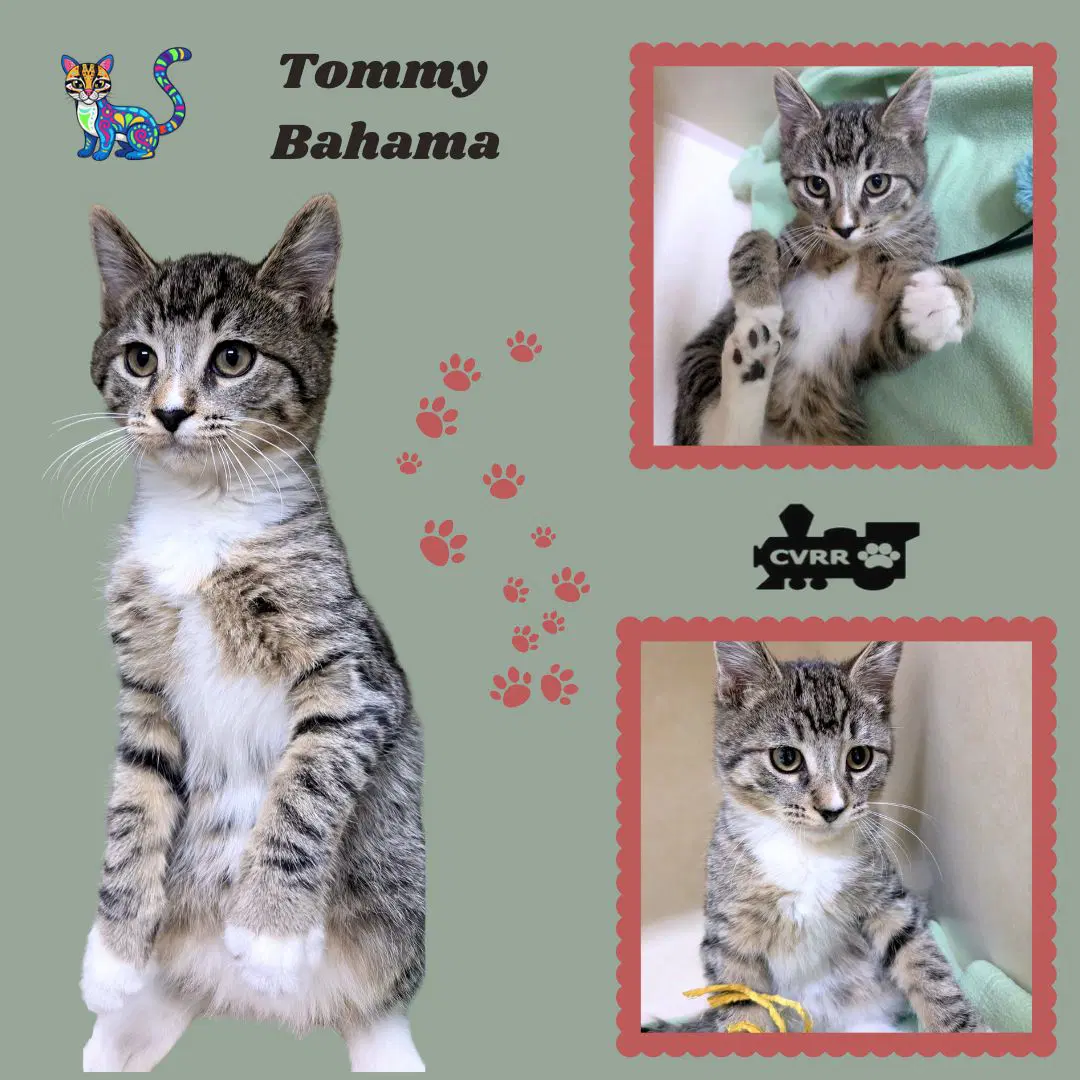 Tommy Bahama Kitten - Domestic Medium Hair