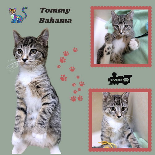 Tommy Bahama (Kitten)