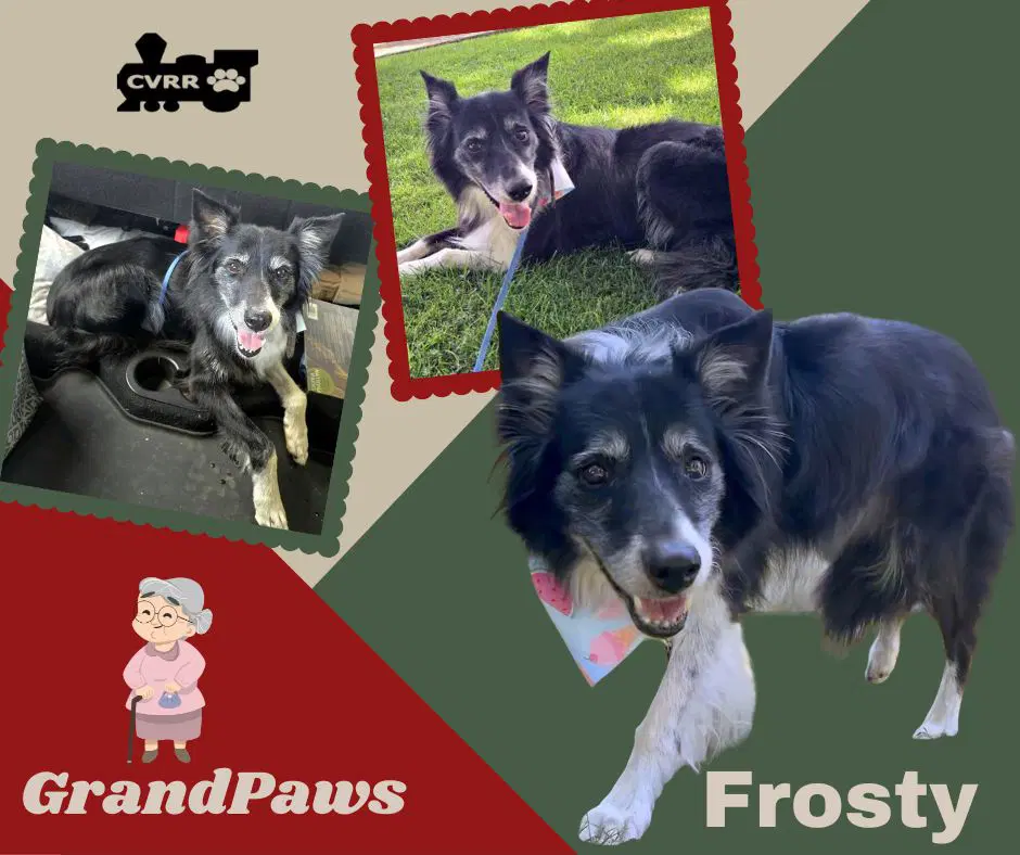 Frosty Grandpaws - Border Collie
