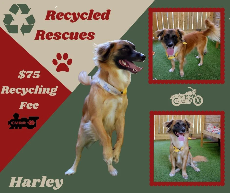 Harley Recycle