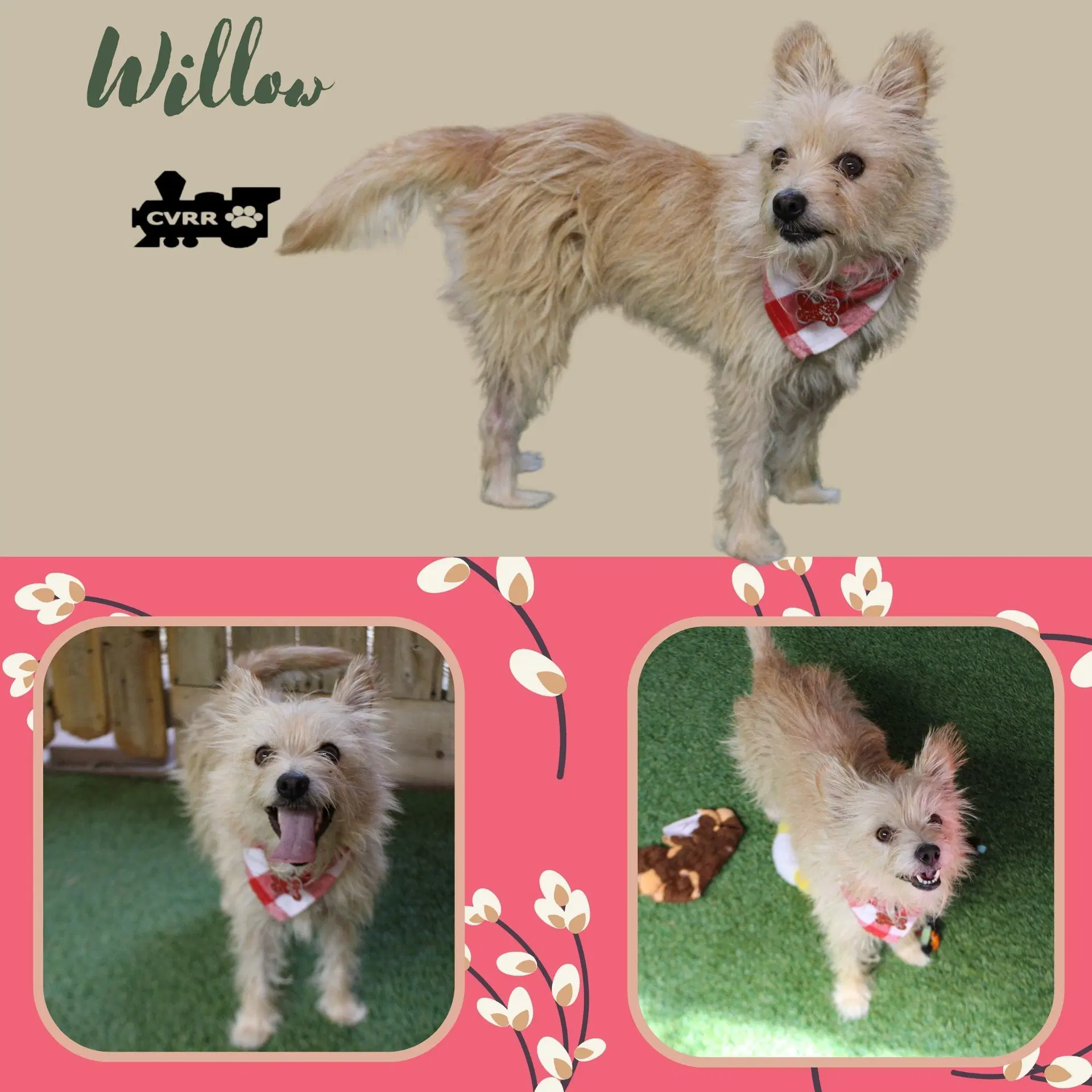 Willow - Terrier