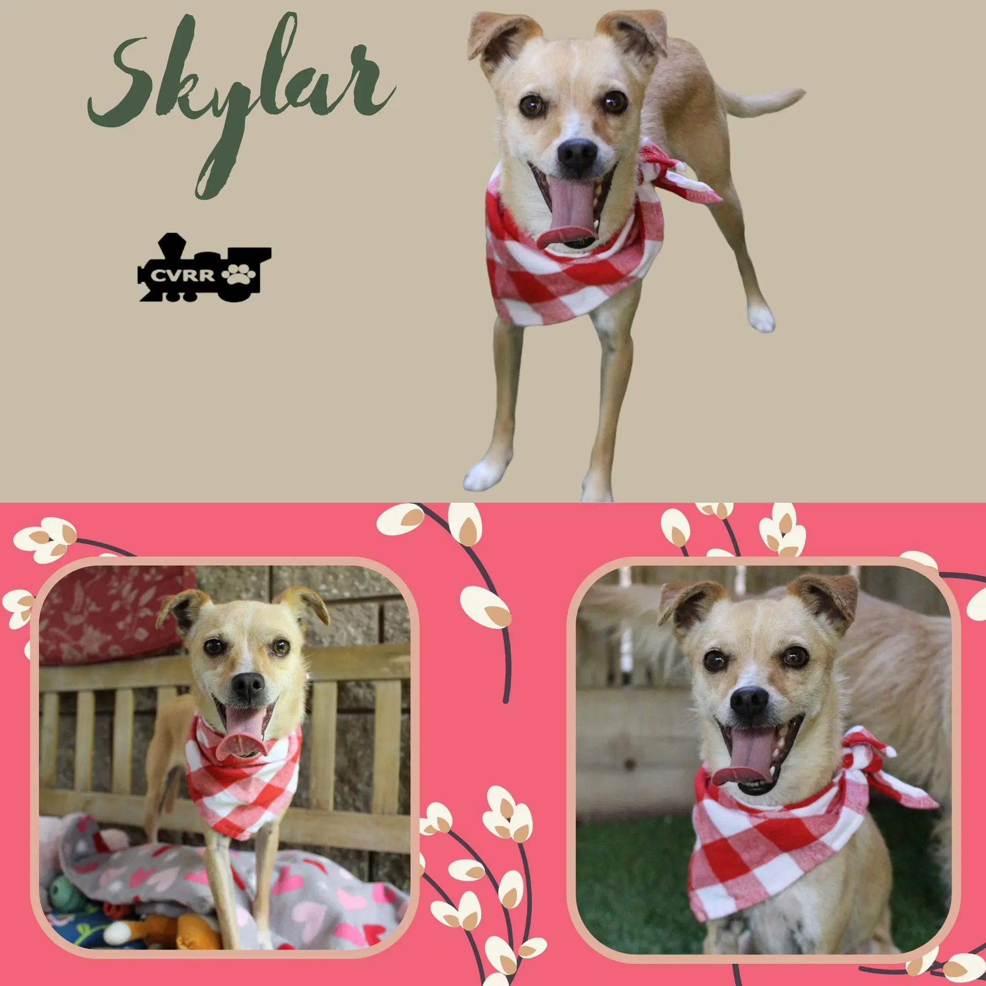 Skylar - Terrier