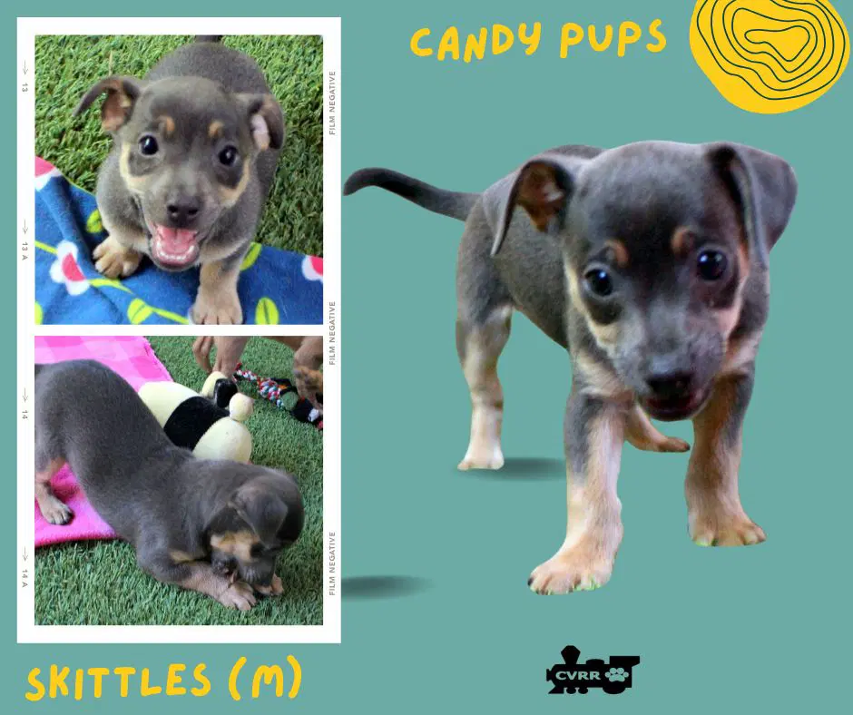 Skittles Puppy - Terrier