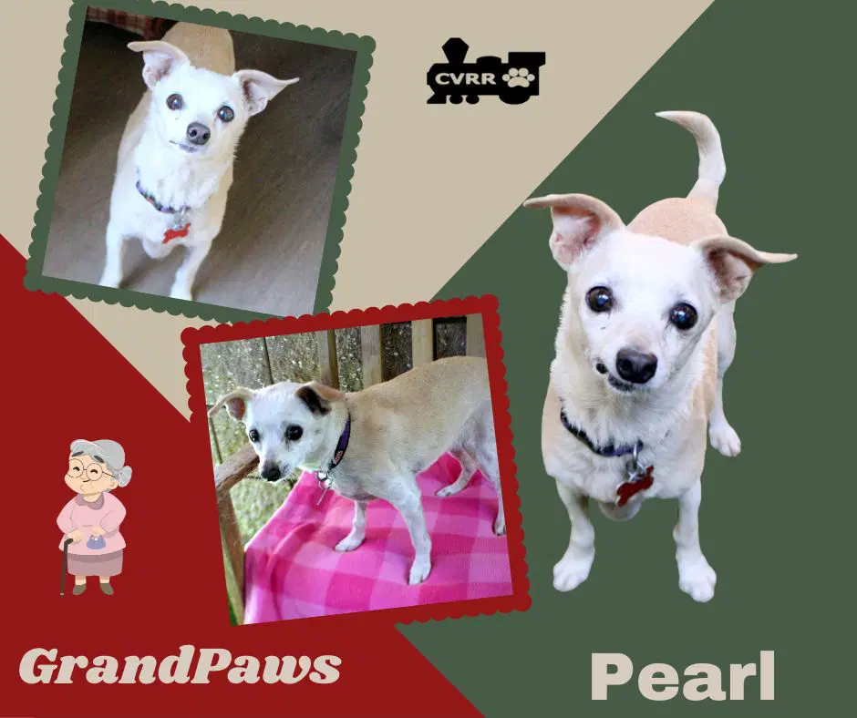 Pearl Grandpaws - Chihuahua