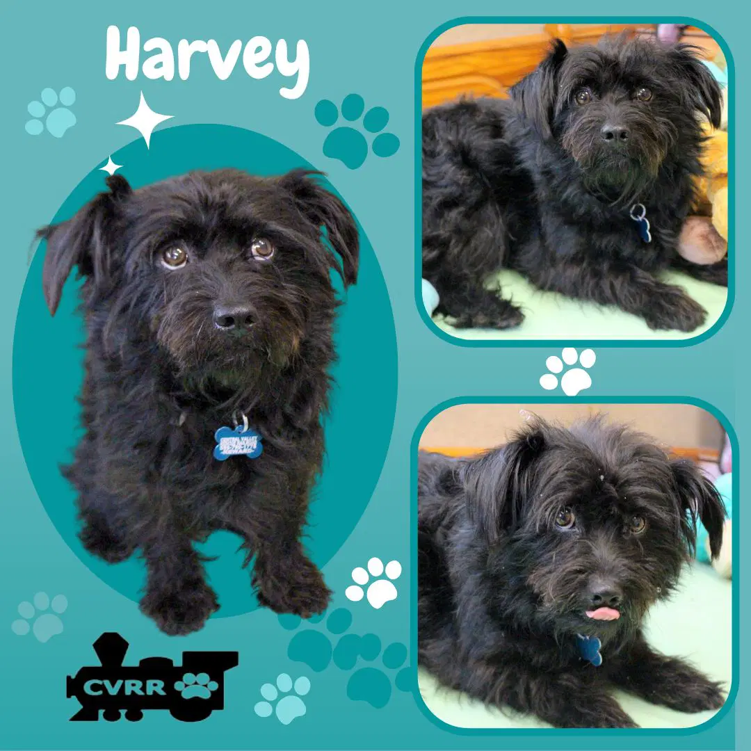 Harvey - Schnauzer