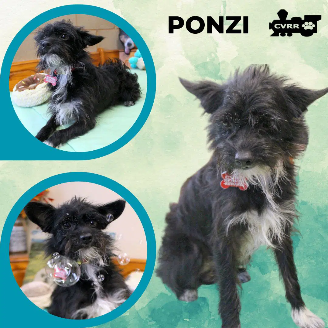 Ponzi - Terrier
