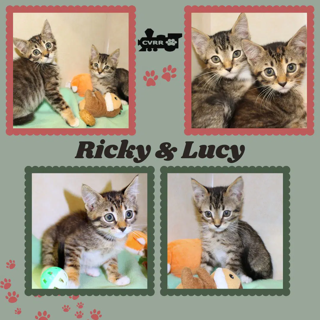 Ricky  Lucy Kitten - Tabby