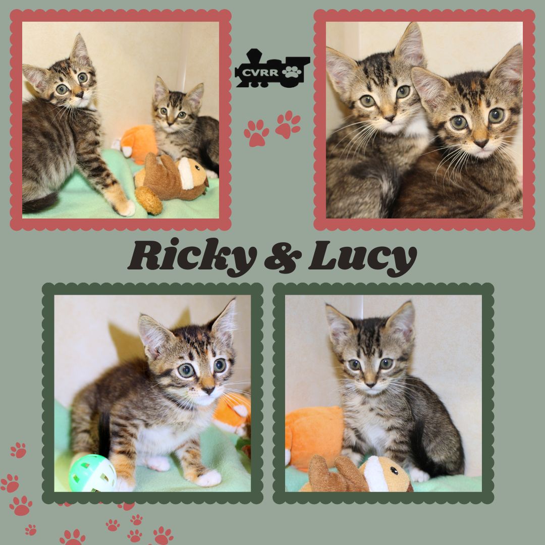 Ricky  Lucy Kitten