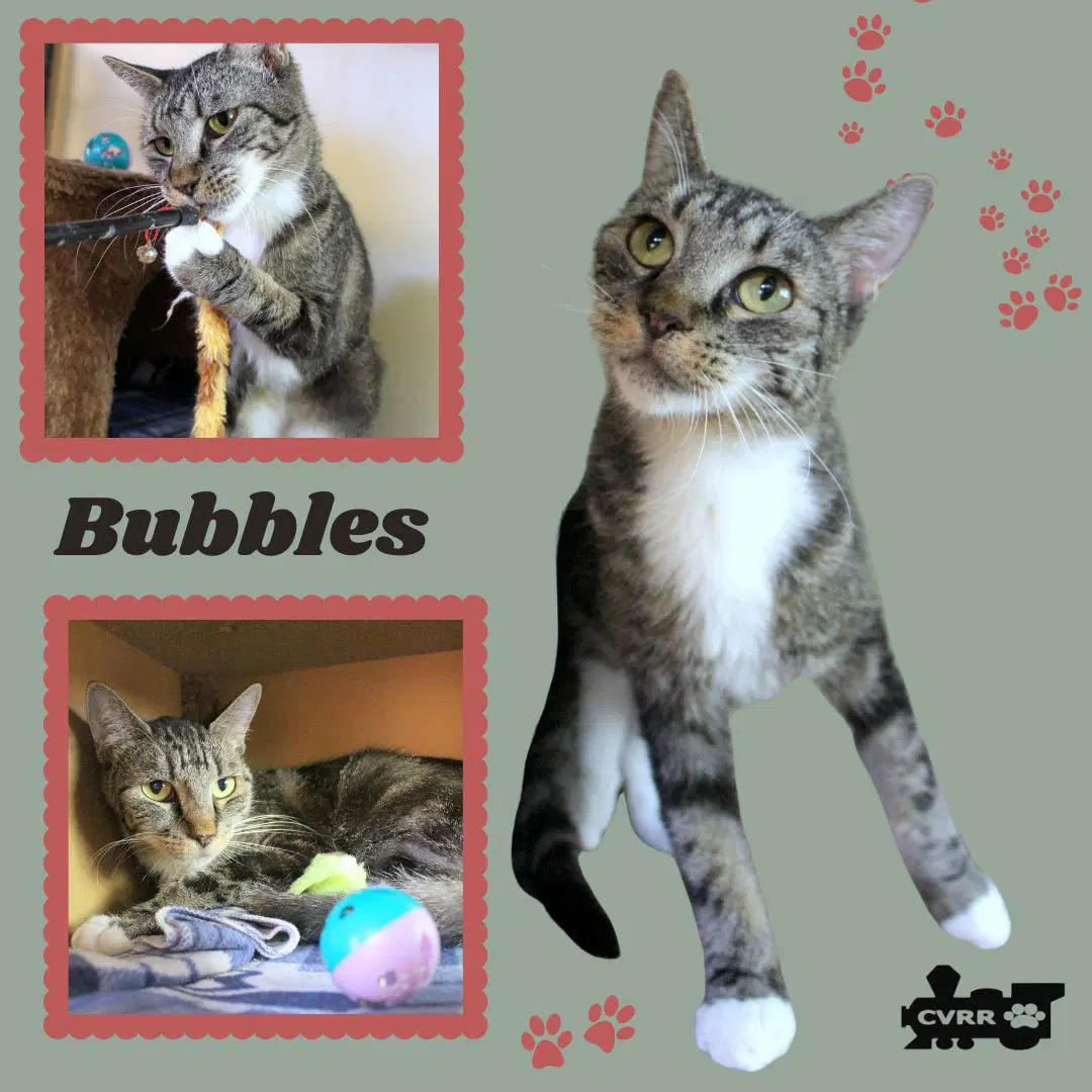 Bubbles Cat - Tabby
