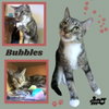 Bubbles (Cat)