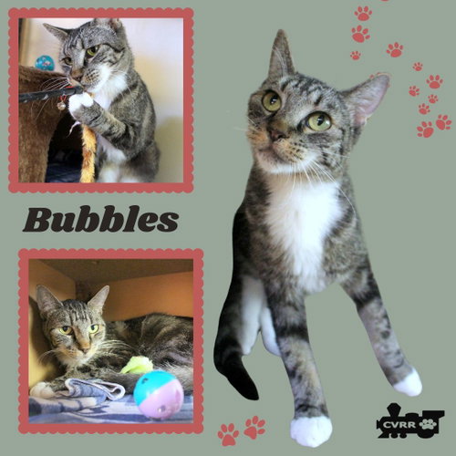 picture of the cat needing adoption