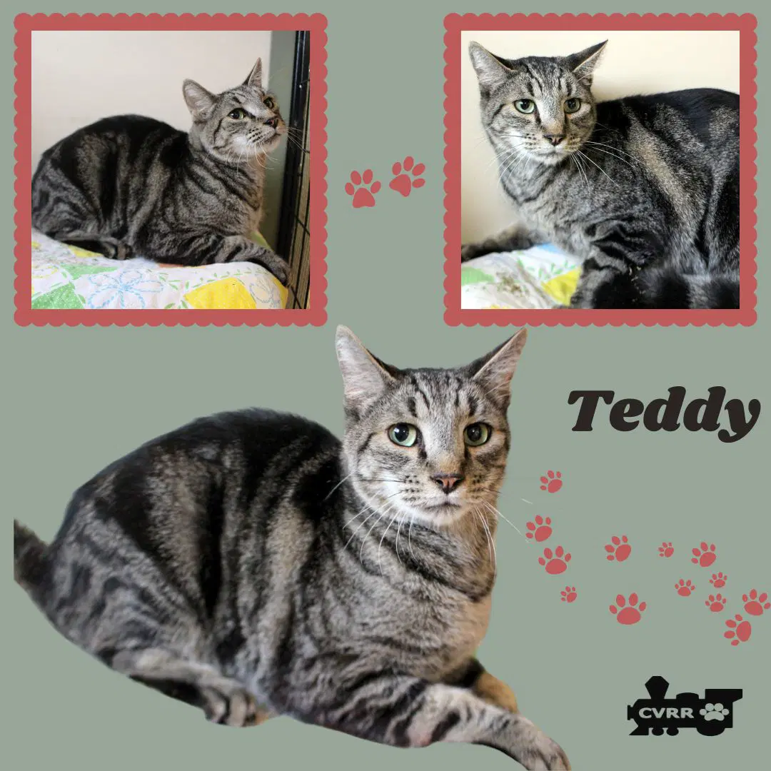 Teddy Cat - Tabby