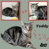 Teddy (Cat)