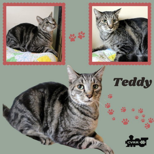 picture of the cat needing adoption