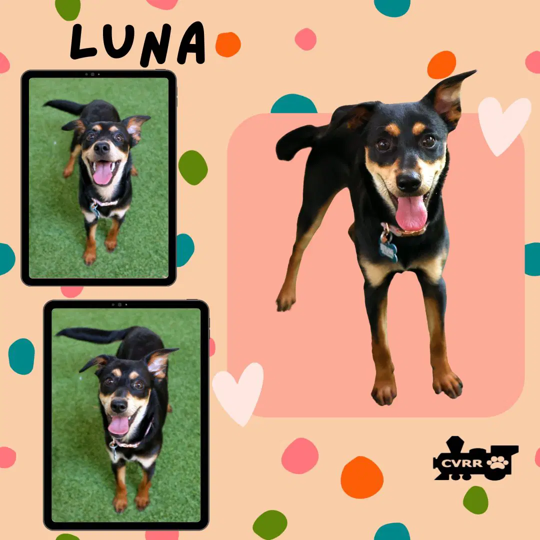 Luna - Manchester Terrier
