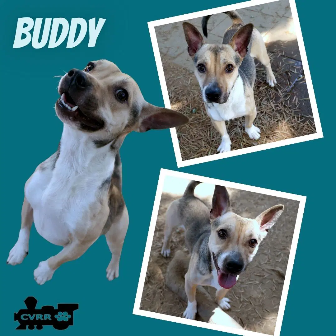 Buddy - Corgi
