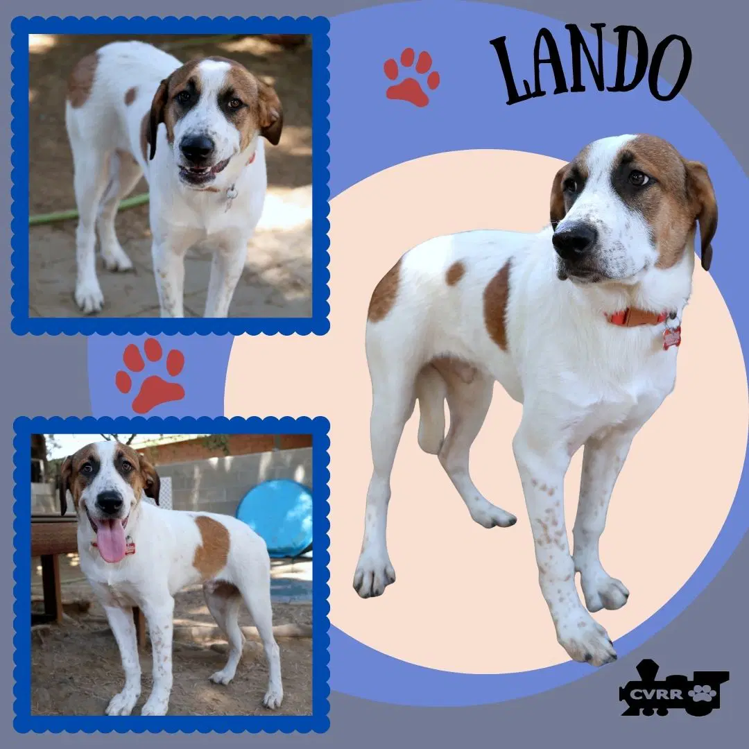 Lando - Hound