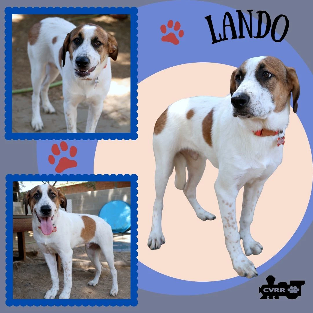 Lando