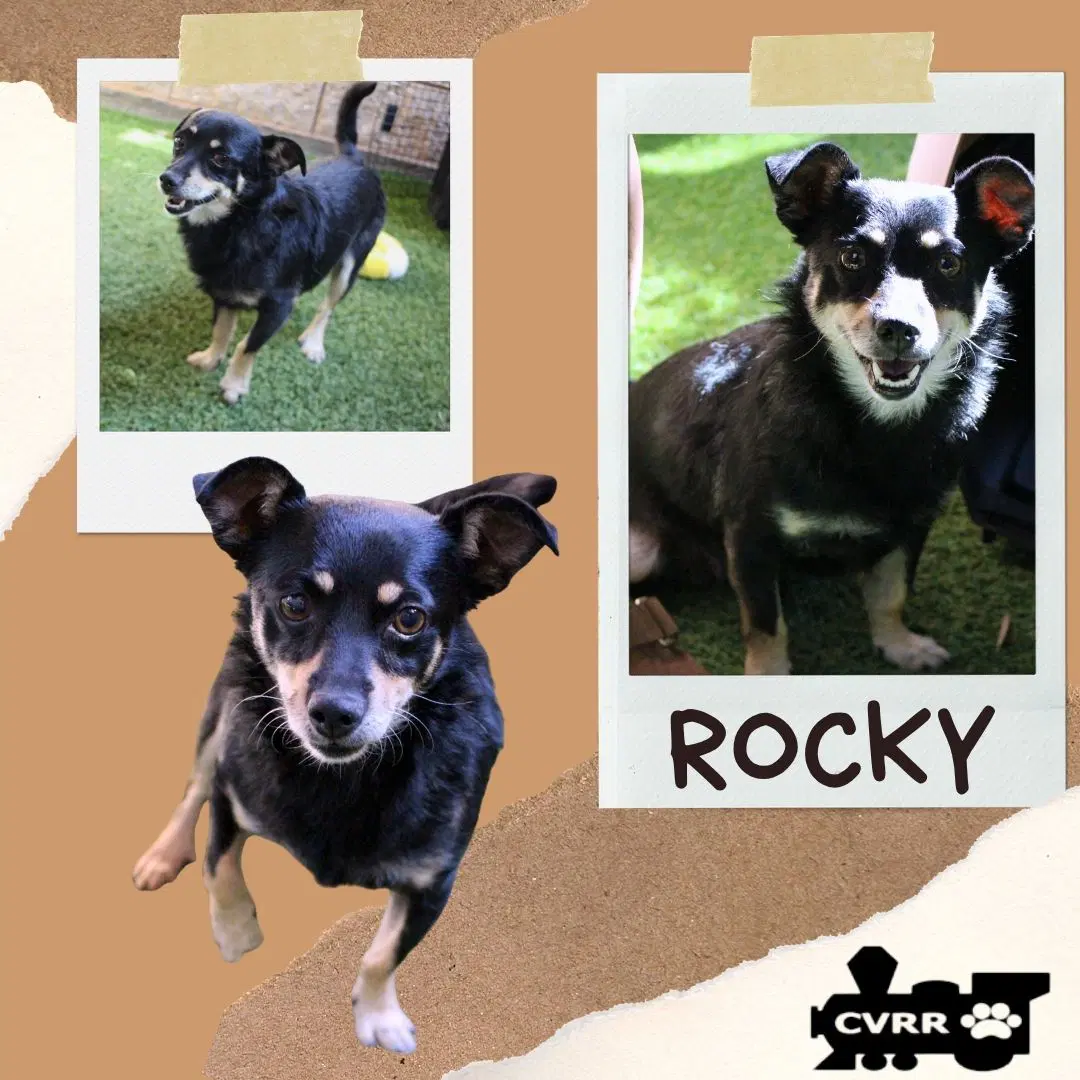 Rocky - Terrier
