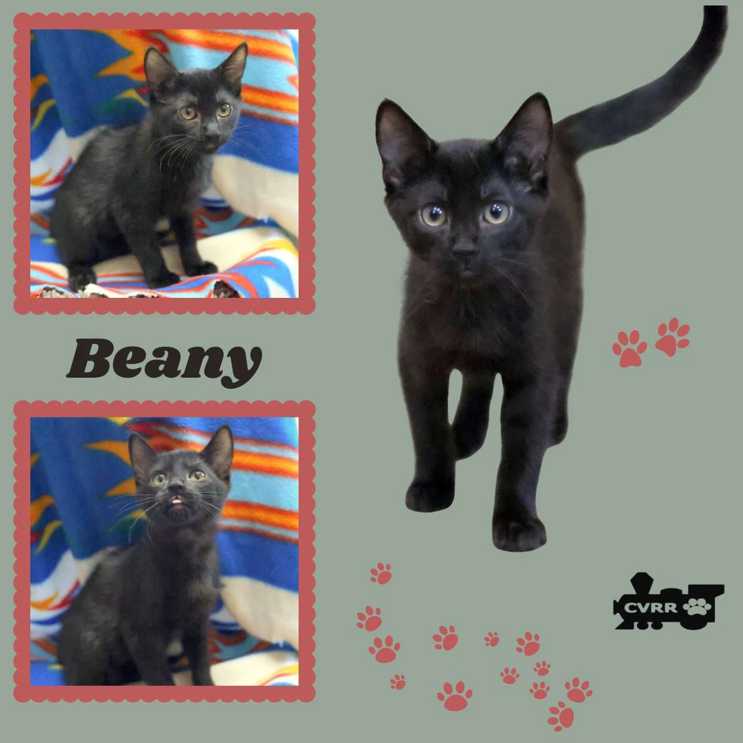 Beany Kitten