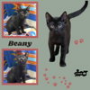 Beany (Kitten)