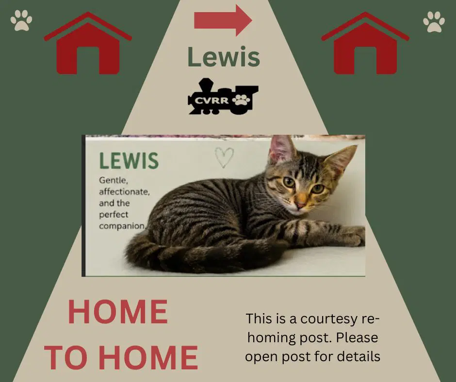 Lewis Home  Home - Domestic Short Hair