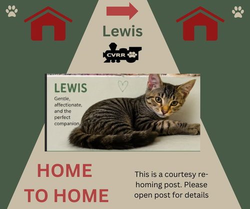 picture of the cat needing adoption