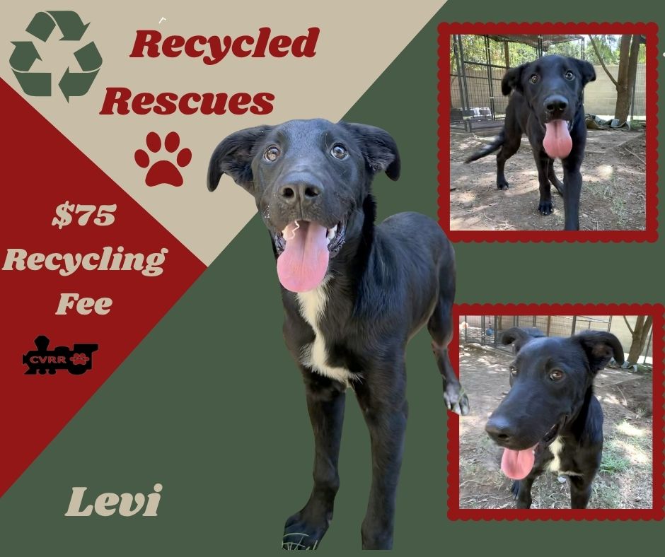Levi