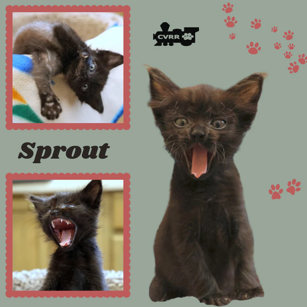 Sprout